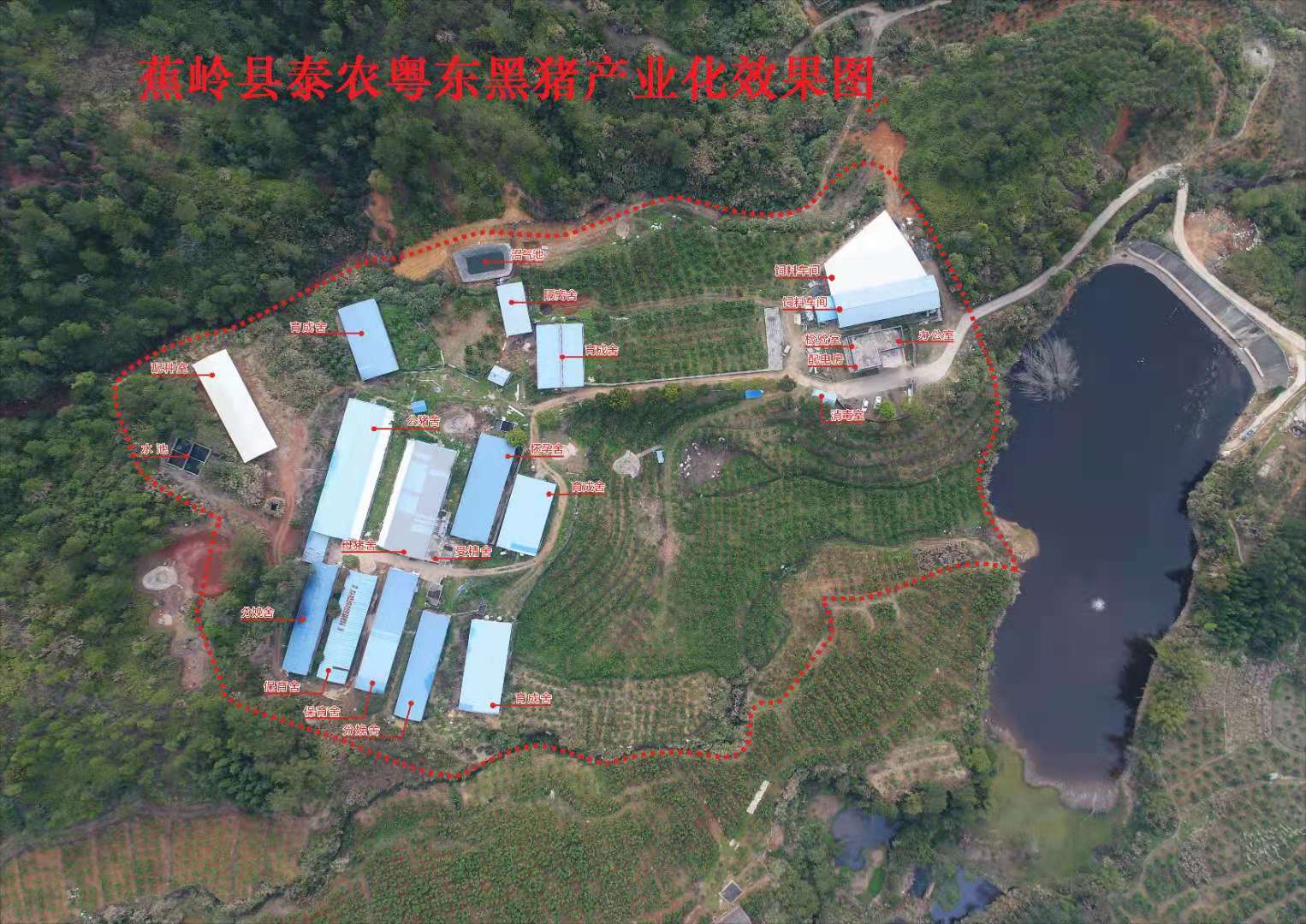 蕉岭泰农1.jpg