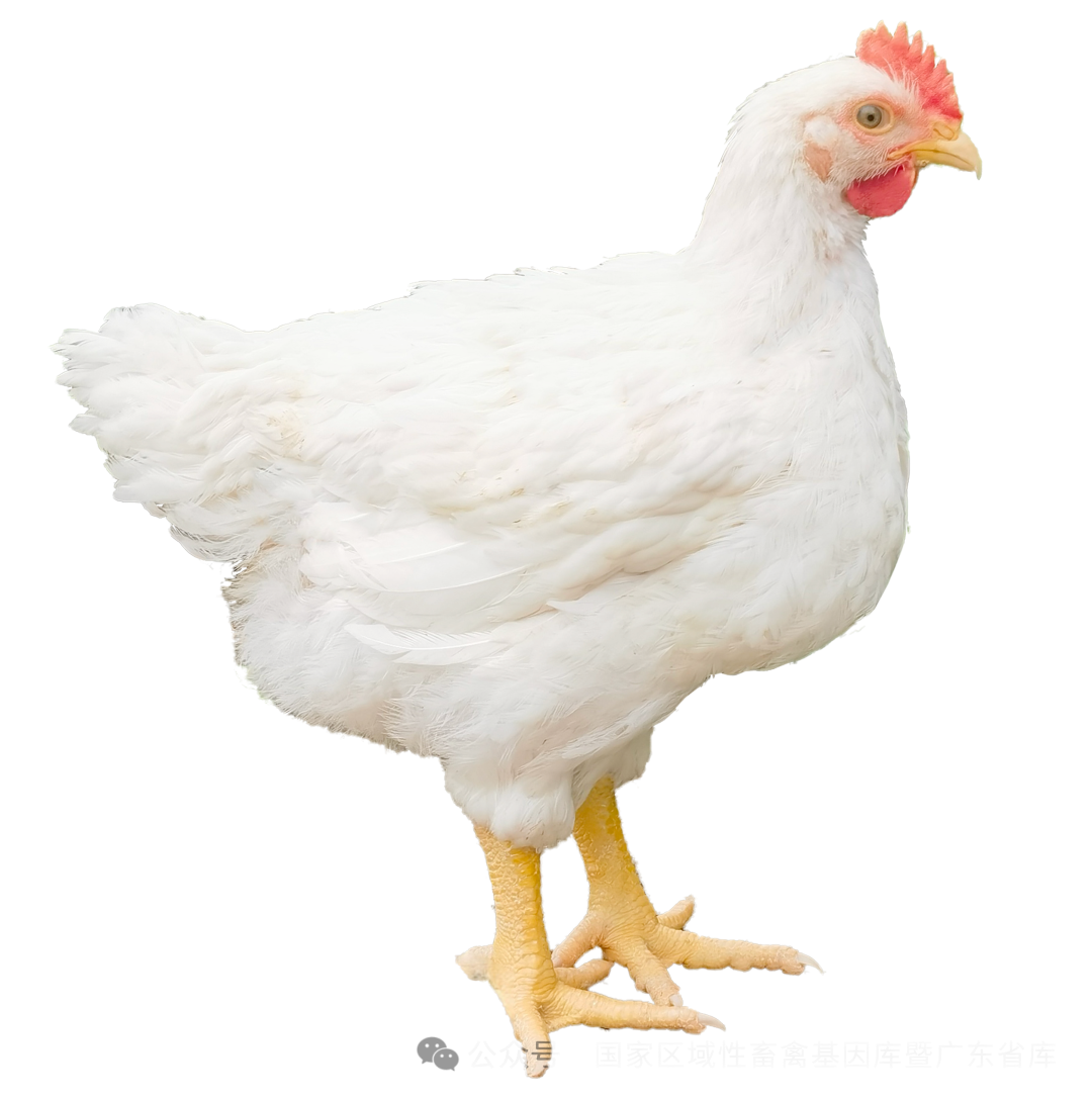 1761812644822036680.png 鸡.png